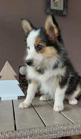 Border-koli-collie-štenci