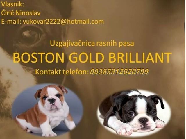 Boston terijer, stenci na prodaju