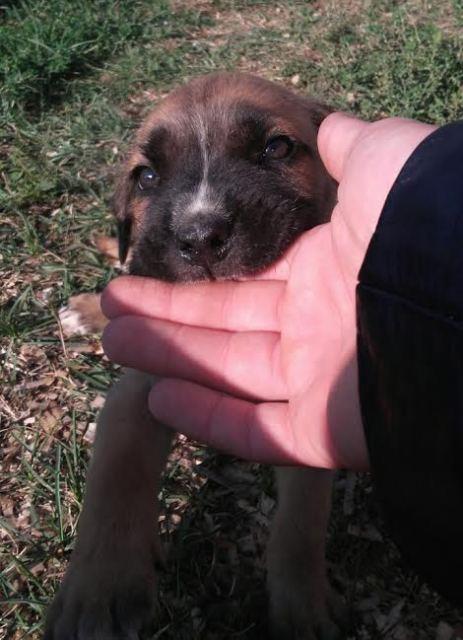 Cane-Corso-štenci