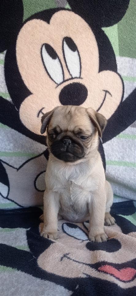 Mops-pug