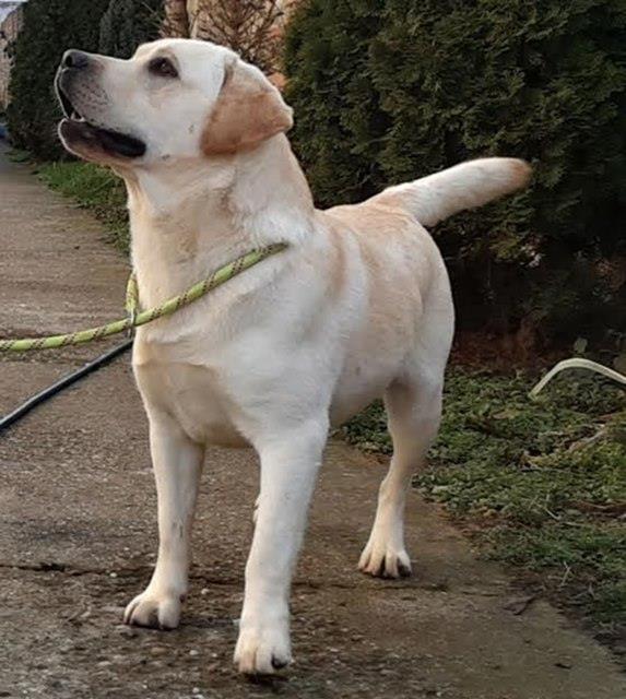 Labrador-retriver-stenci-