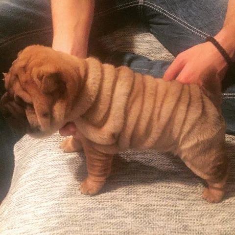 Shar-Pei-stenci