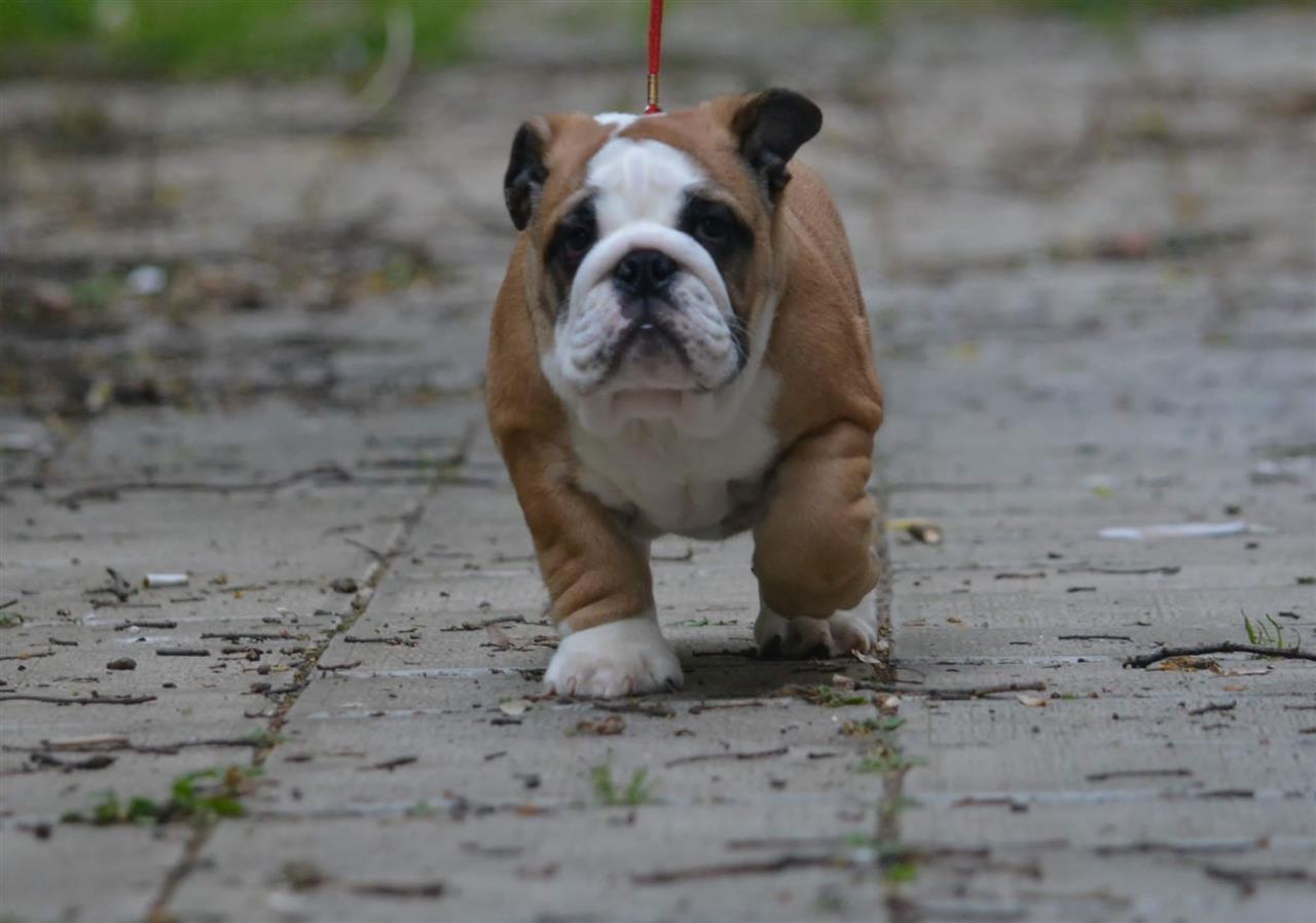Engleski-buldog