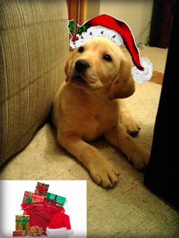 Labrador Retriver vrhunski stenci 