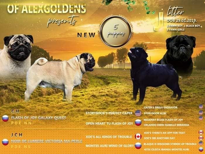 Mops-štenci