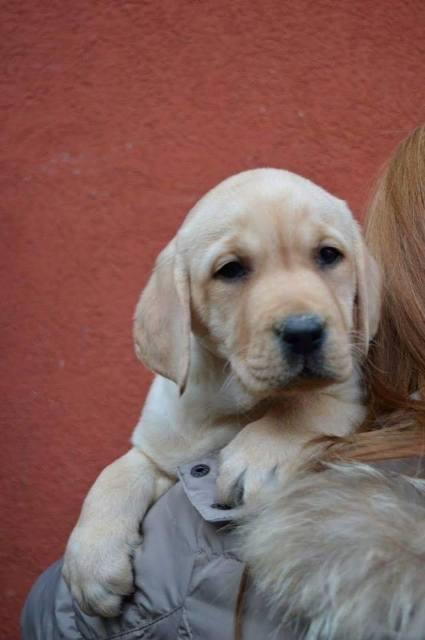 Labrador-retriver-stenci-