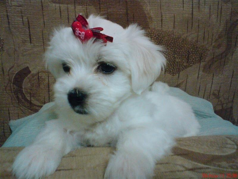 Kucice-Maltezera