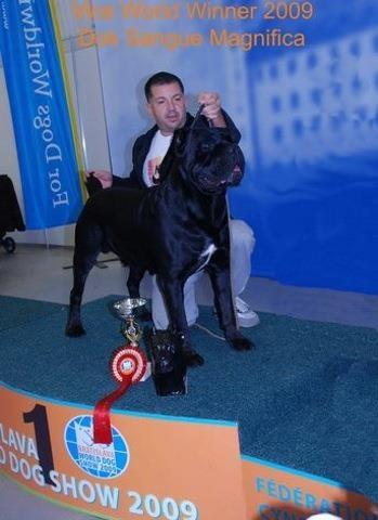 Cane-Corso---dva-muska-steneta