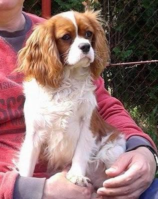 Cavalier King Charles Spaniel