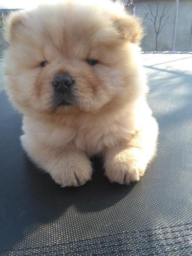 Čau čau (Chow chow) štene