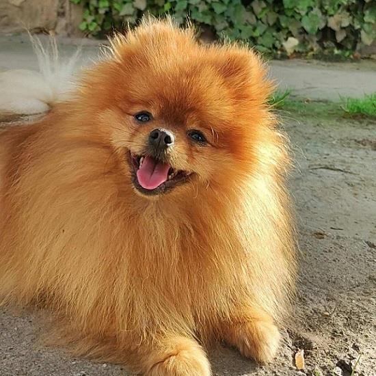 POMERANAC--prelepi-štenci