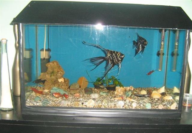 Akvarijum od 100l