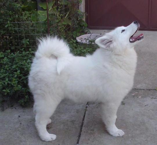 Samojed prvobirana zenka