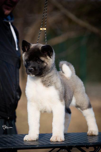Americka-akita