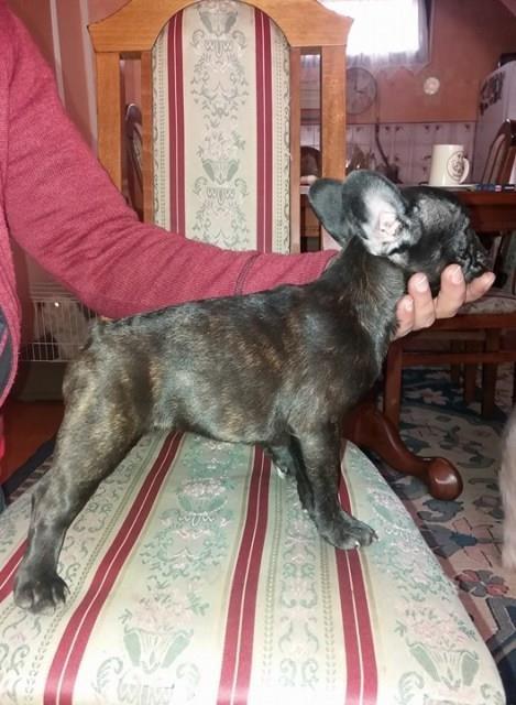 FRANCUSKI-BULDOG-štenci-