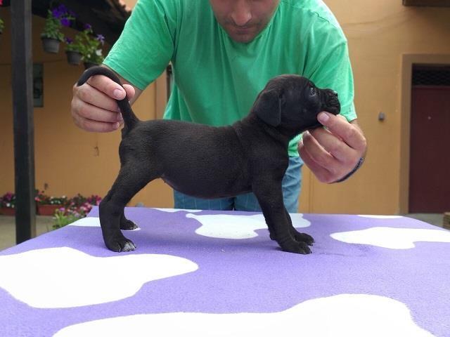 Cane-corso-stenci