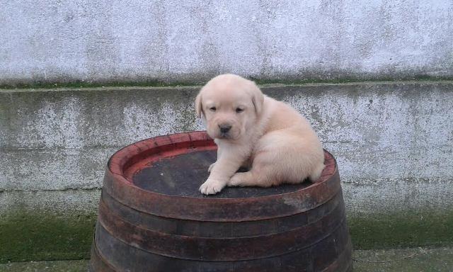 -Labrador-štenci-