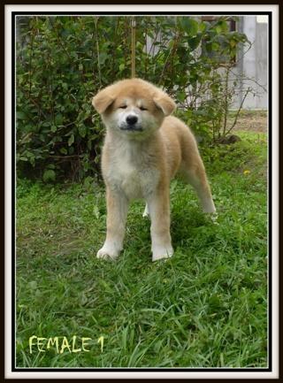 Akita-inu-stenci