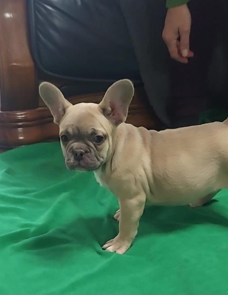 Francuski-buldog-štenci-
