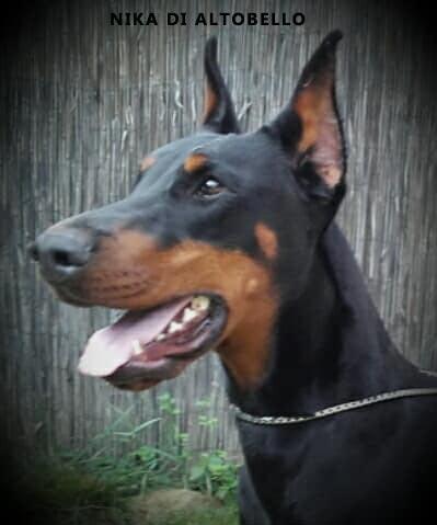 Doberman-štenci-na-prodaju