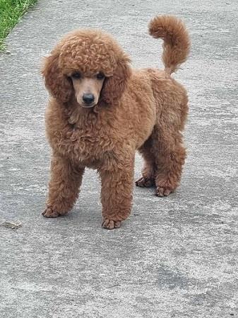 Pudla