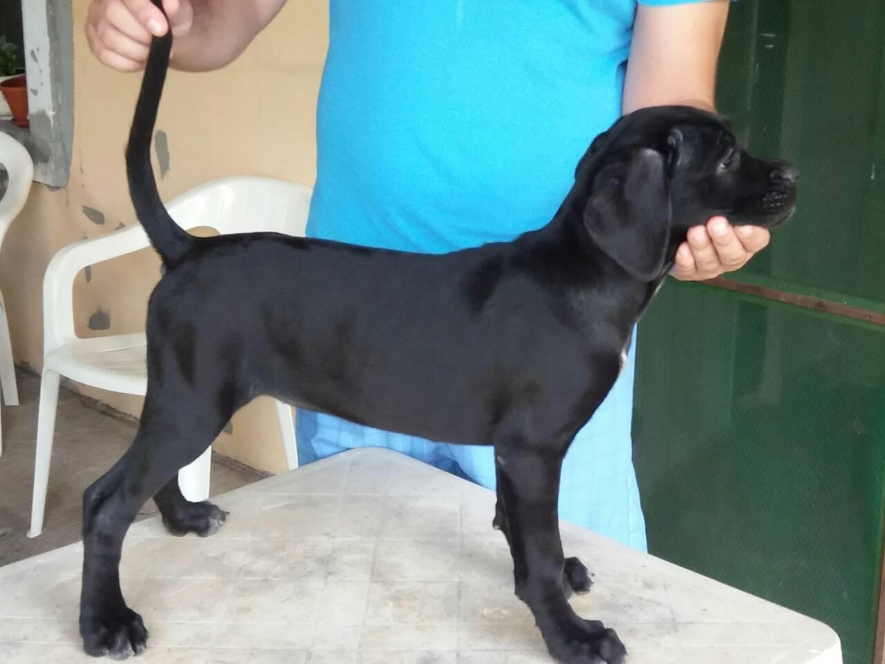 Cane-corso-stenci