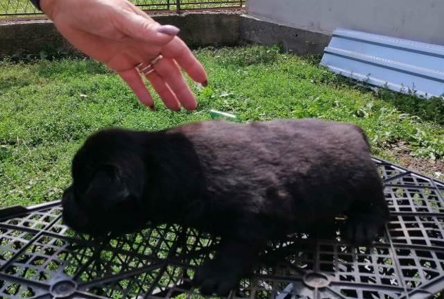 Čau-Čau--Chow-Chow--štenad