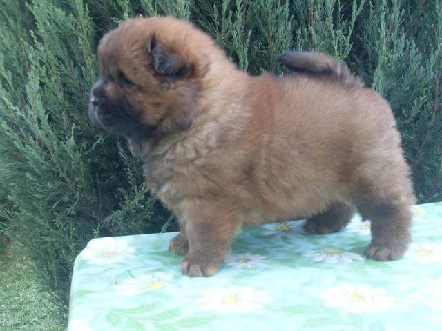 Chow Chow Cau–Cau stenci