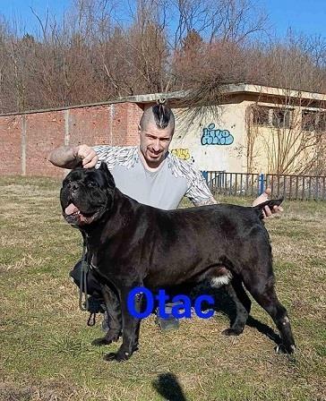Cane corso štenci