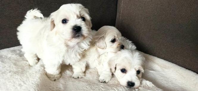 Coton De Tulear štenci