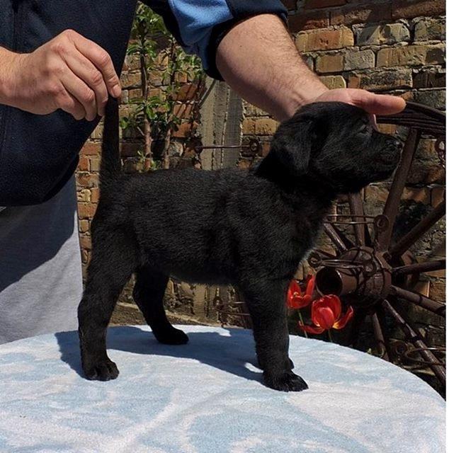 Cane-Corso