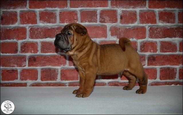 Shar-Pei-leglo-