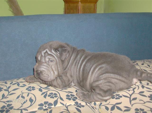 Stenad shar pei