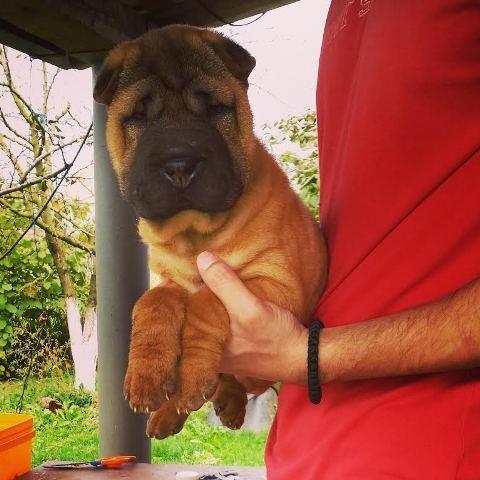 Shar Pei musko stene