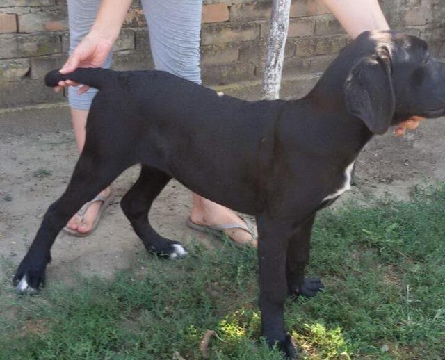Cane-Corso