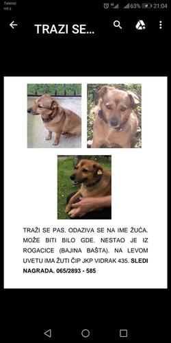 Trazi se pas zuca