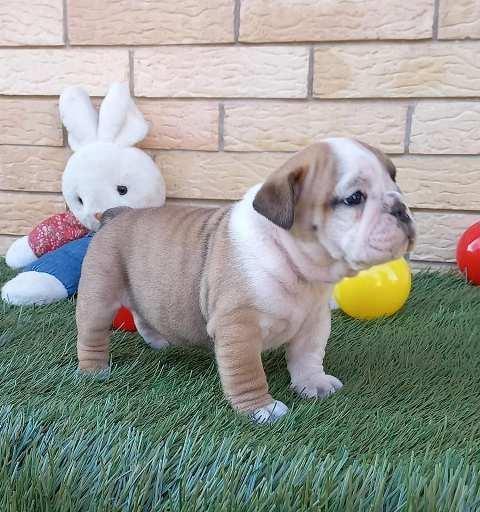 Engleski-Buldog-štenci