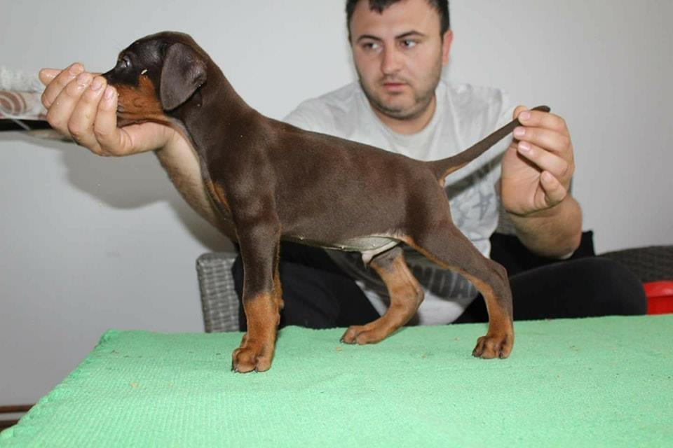 Doberman-štenci