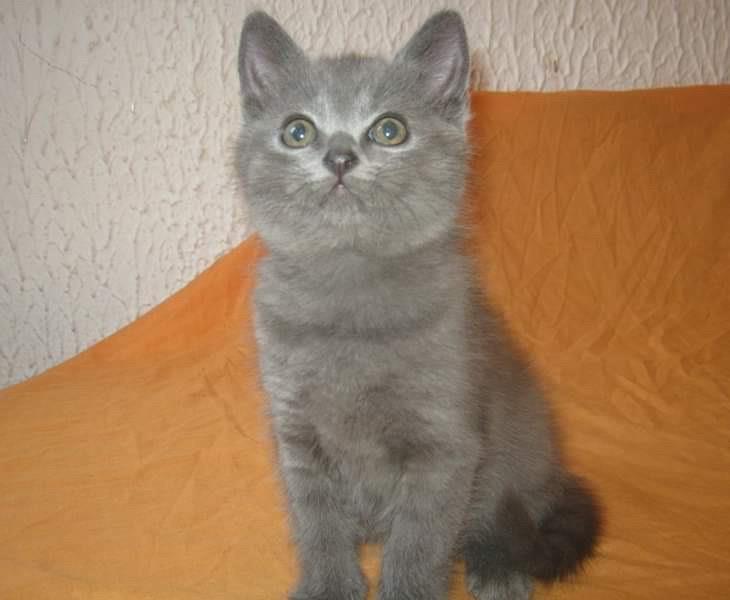 Kartuzijski-macici