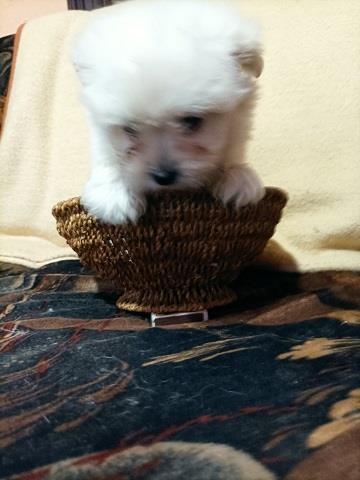 Maltipom