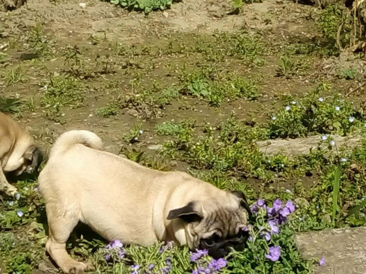 Mops