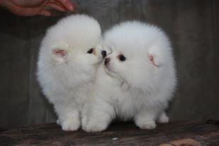 Pomeranski-spic-