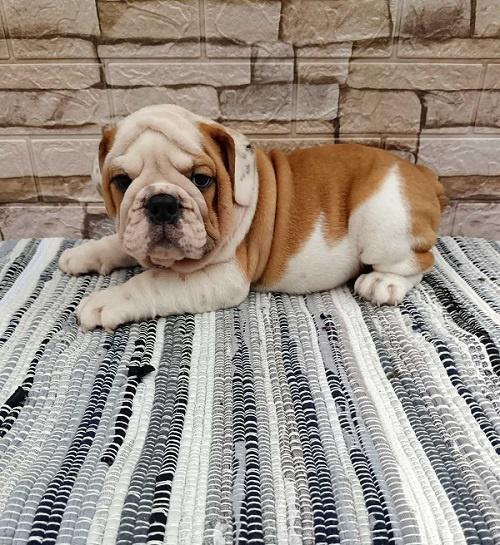 Engleski-bulldog