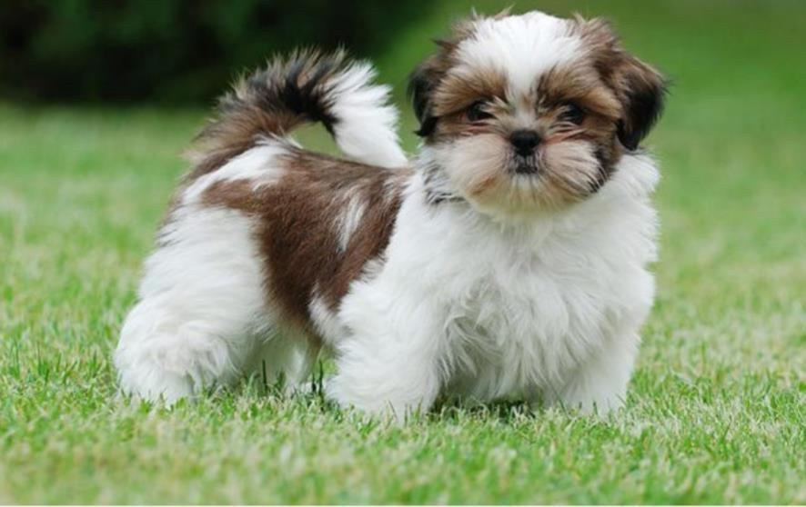 Ši-cu