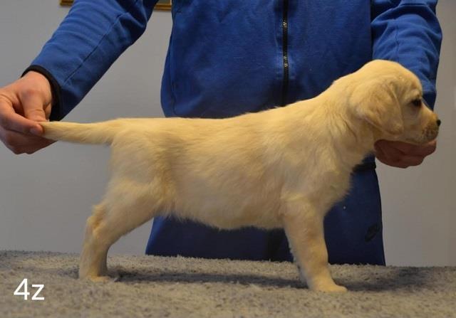 Labrador-retriver