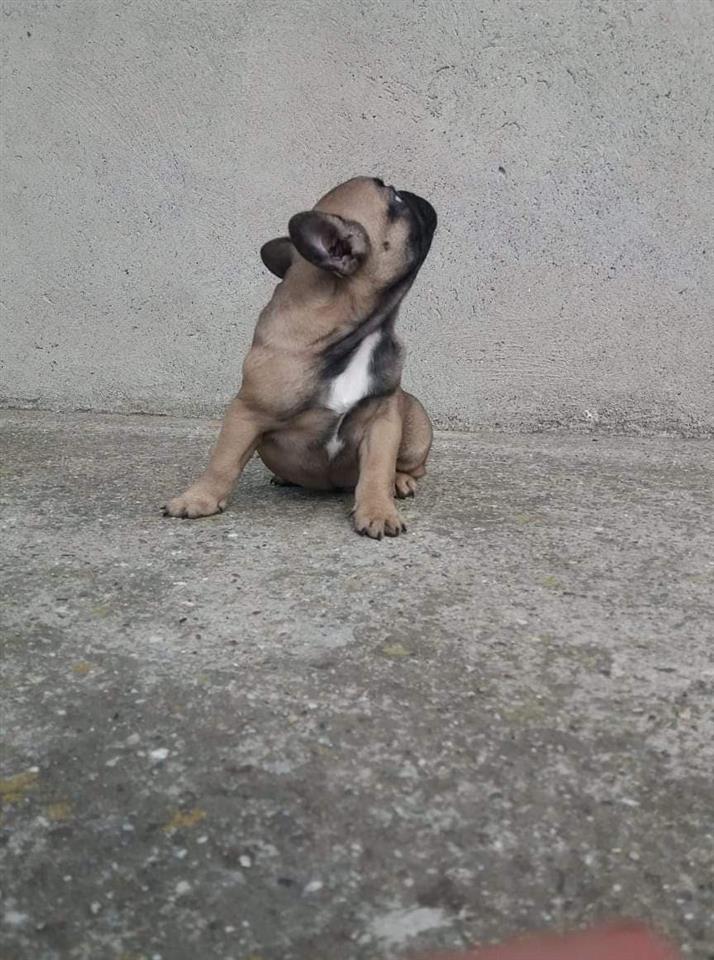 Francuski-buldog-muško-štene