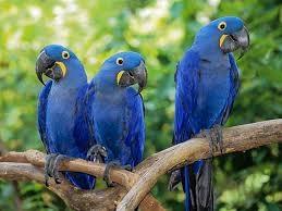 macaw parrots
