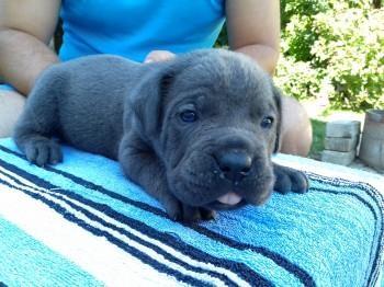 Cane-corso-stenci