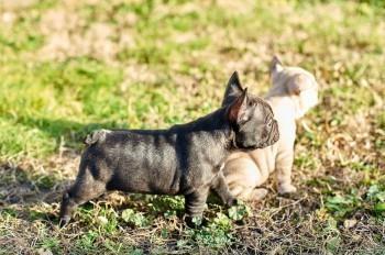 Francuski-buldog-štenci