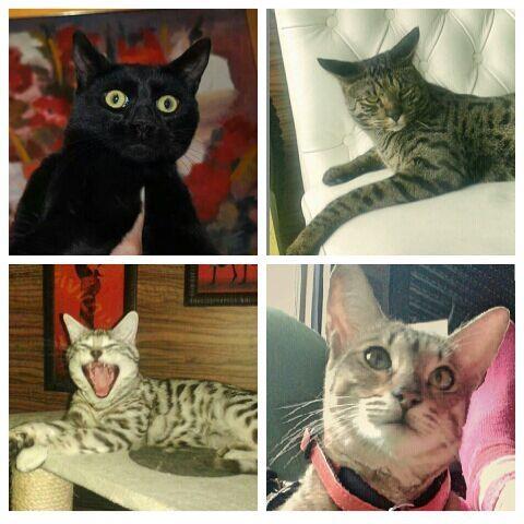 Savannah-macici-kittens